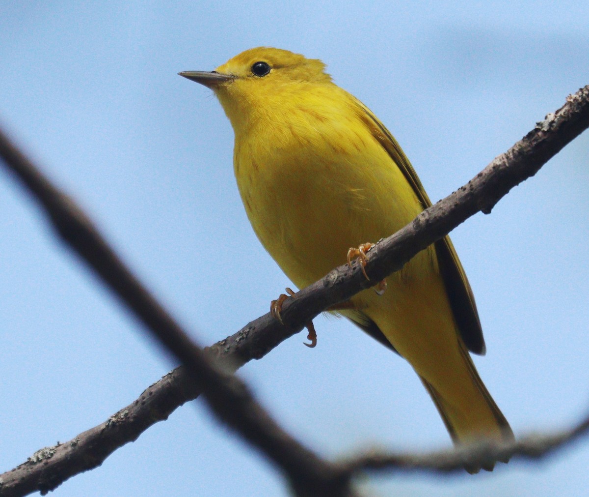 Yellow Warbler - Hélène Crête