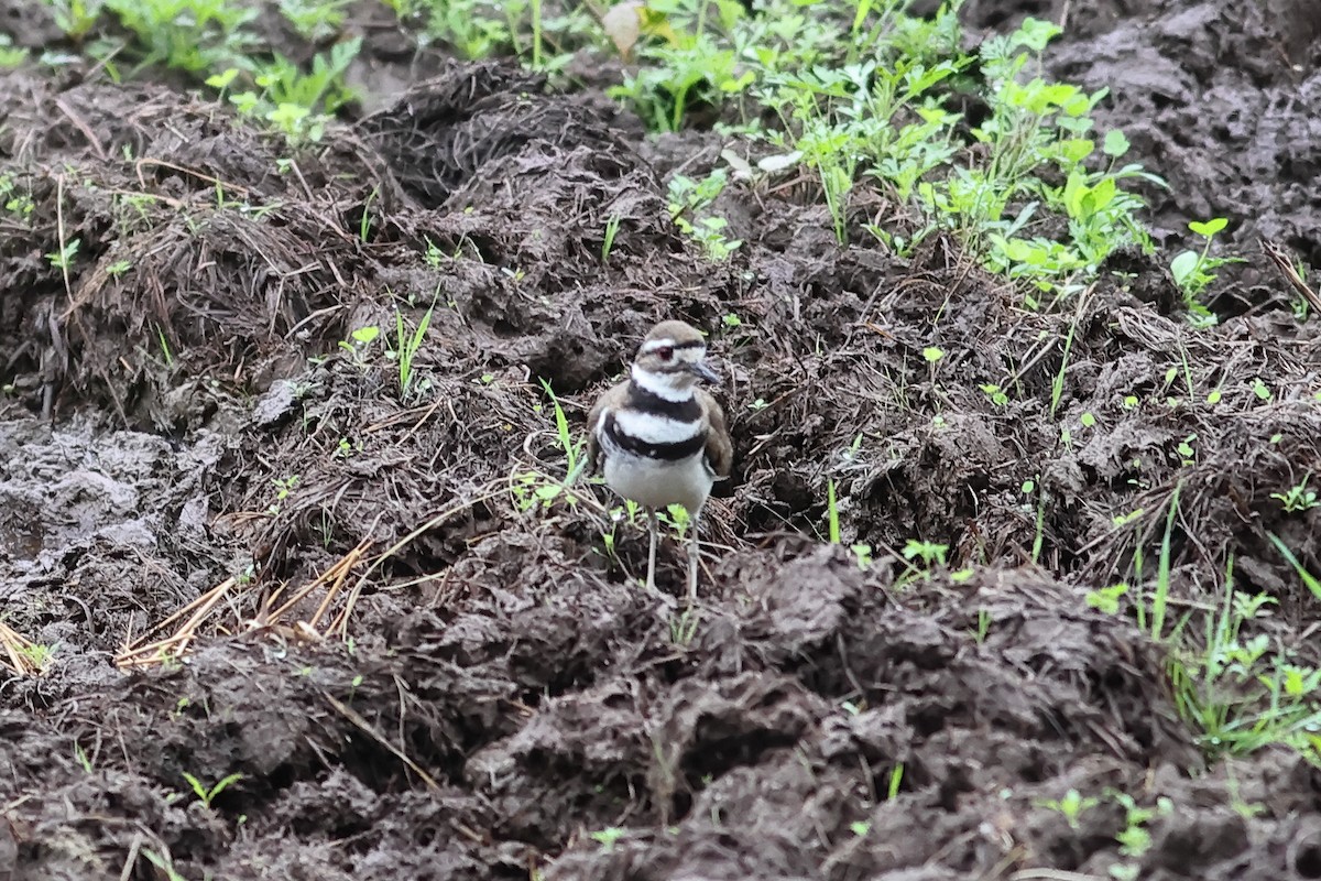 Killdeer - John Mercer