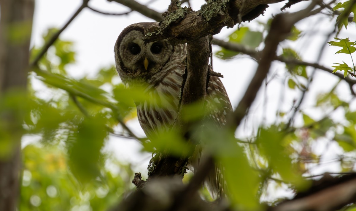 Barred Owl - Kirk Gardner