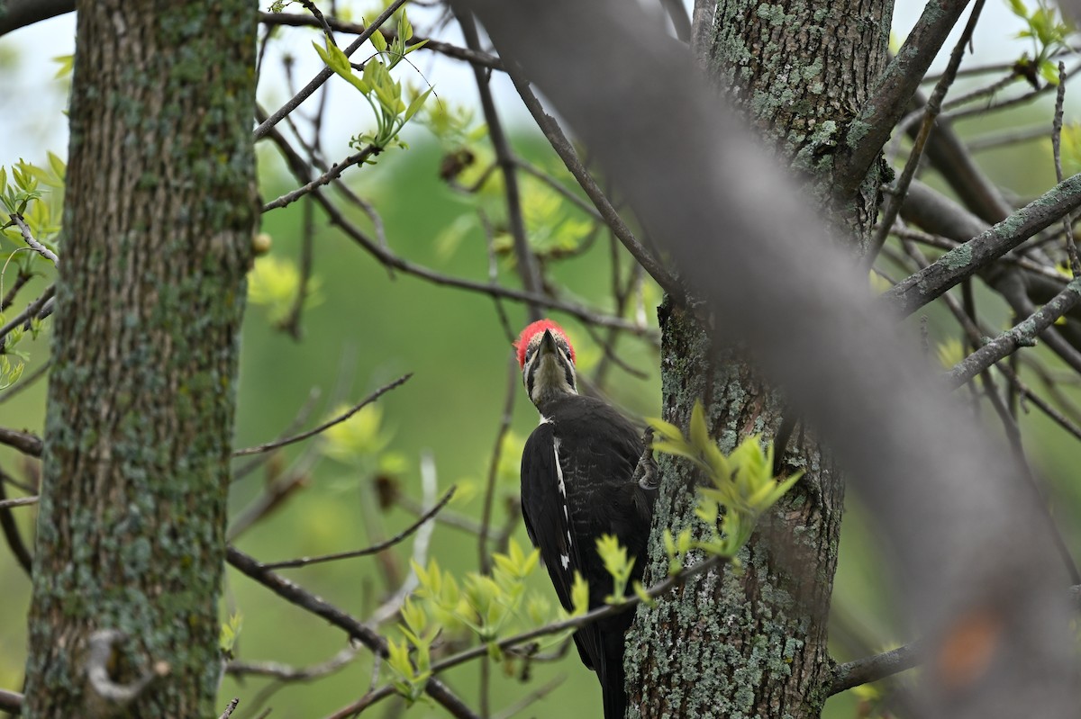 Pileated Woodpecker - france dallaire