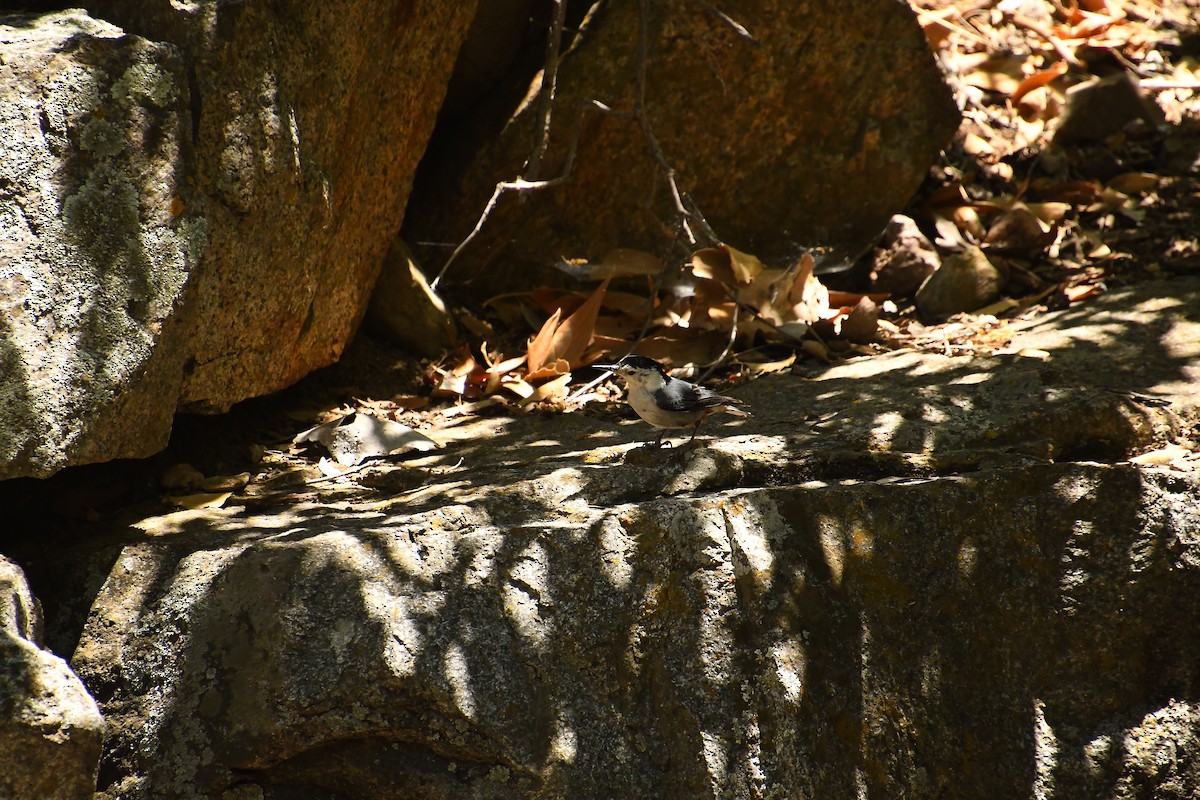 Sittelle à poitrine blanche - ML619256824