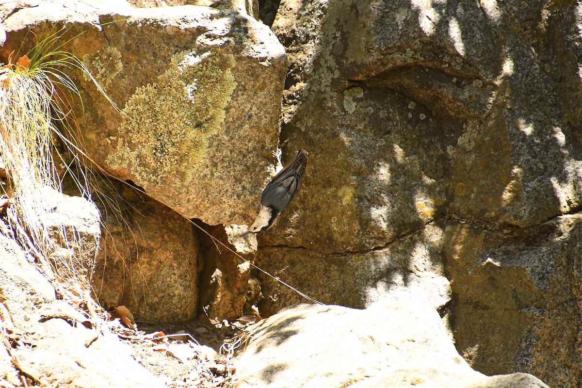 White-breasted Nuthatch - ML619256825