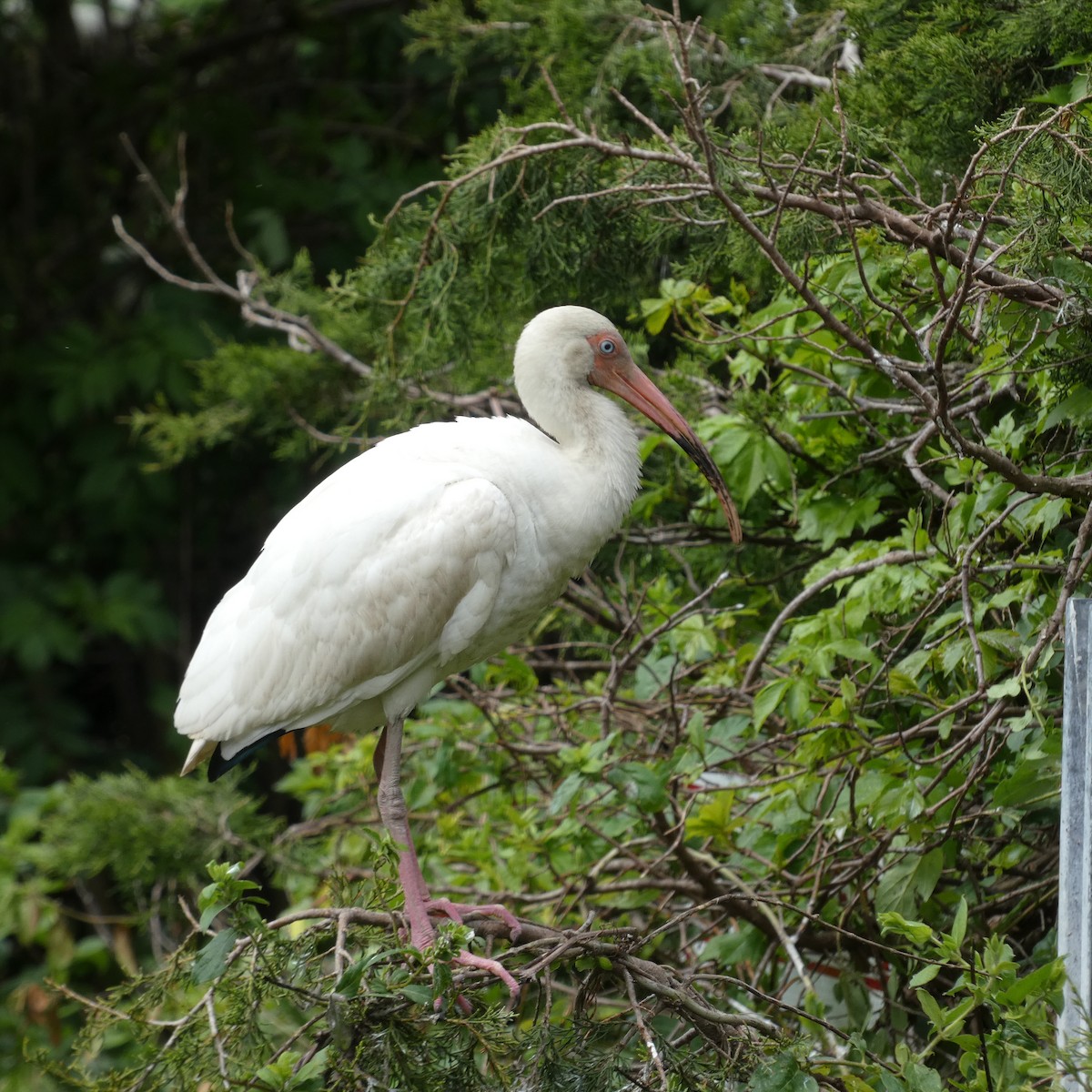 White Ibis - Derek Dunnett