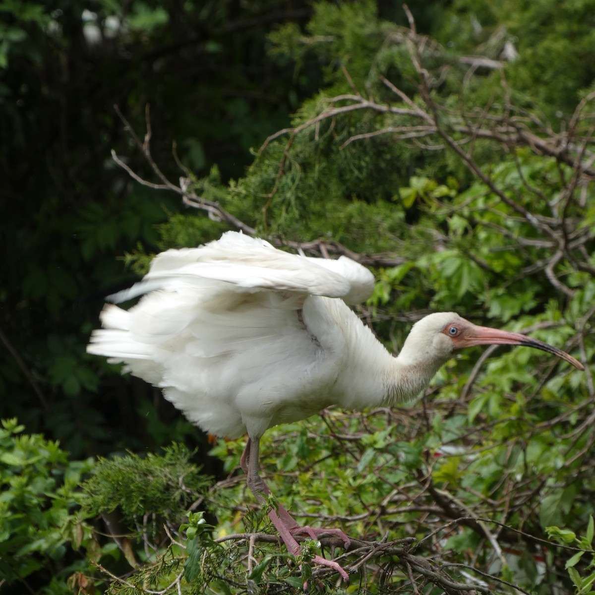 White Ibis - Derek Dunnett