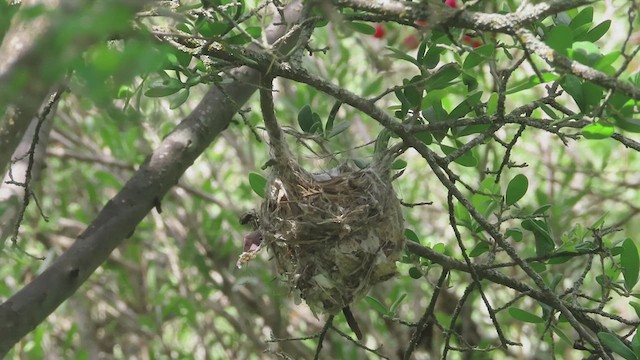 Black-capped Vireo - ML619256833