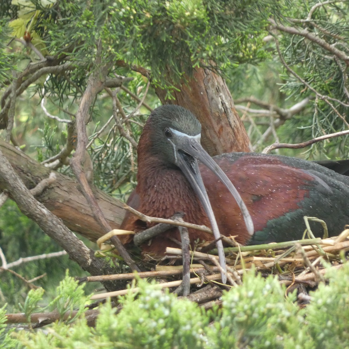 Glossy Ibis - Derek Dunnett