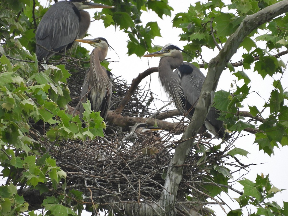 Great Blue Heron - ML619256844