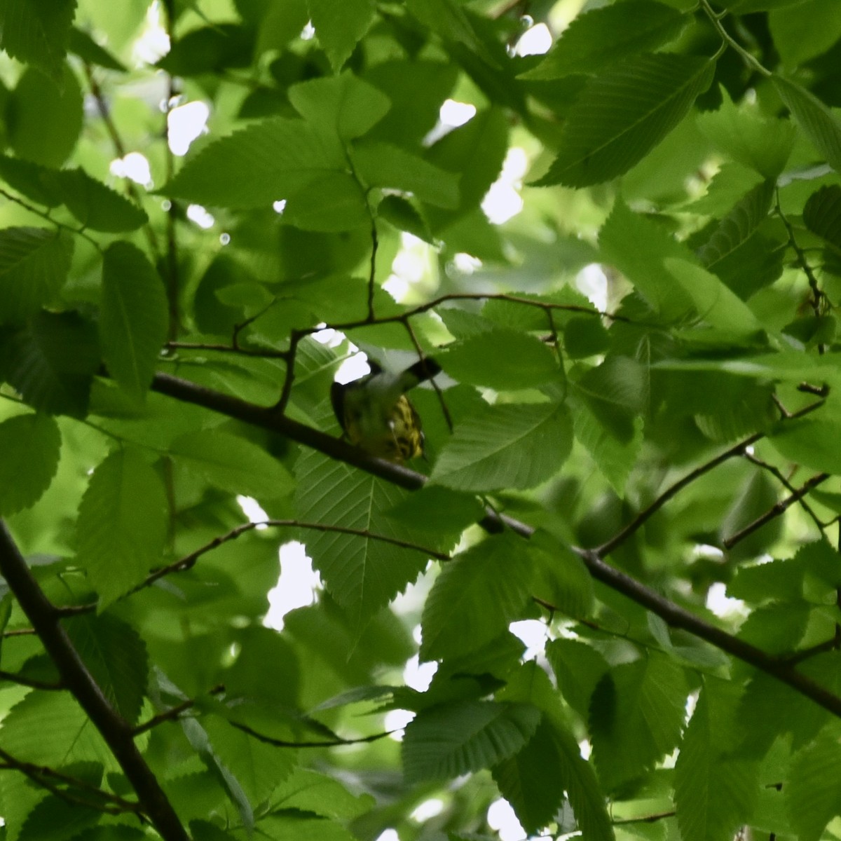 Magnolia Warbler - ML619256851