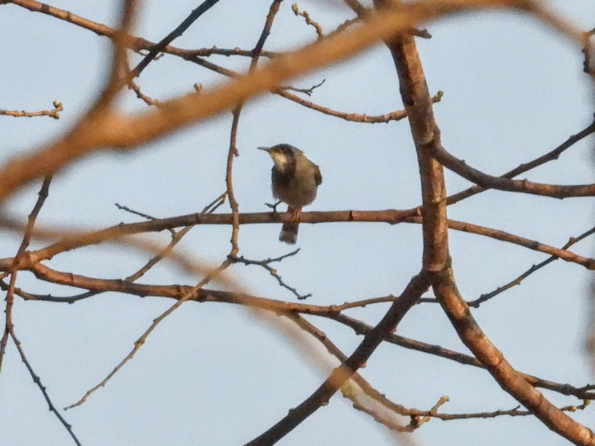 Gray-breasted Prinia - ML619256858