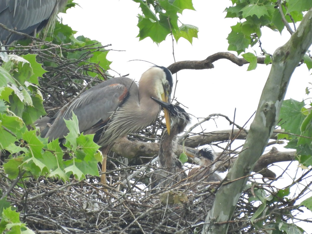 Great Blue Heron - ML619256860