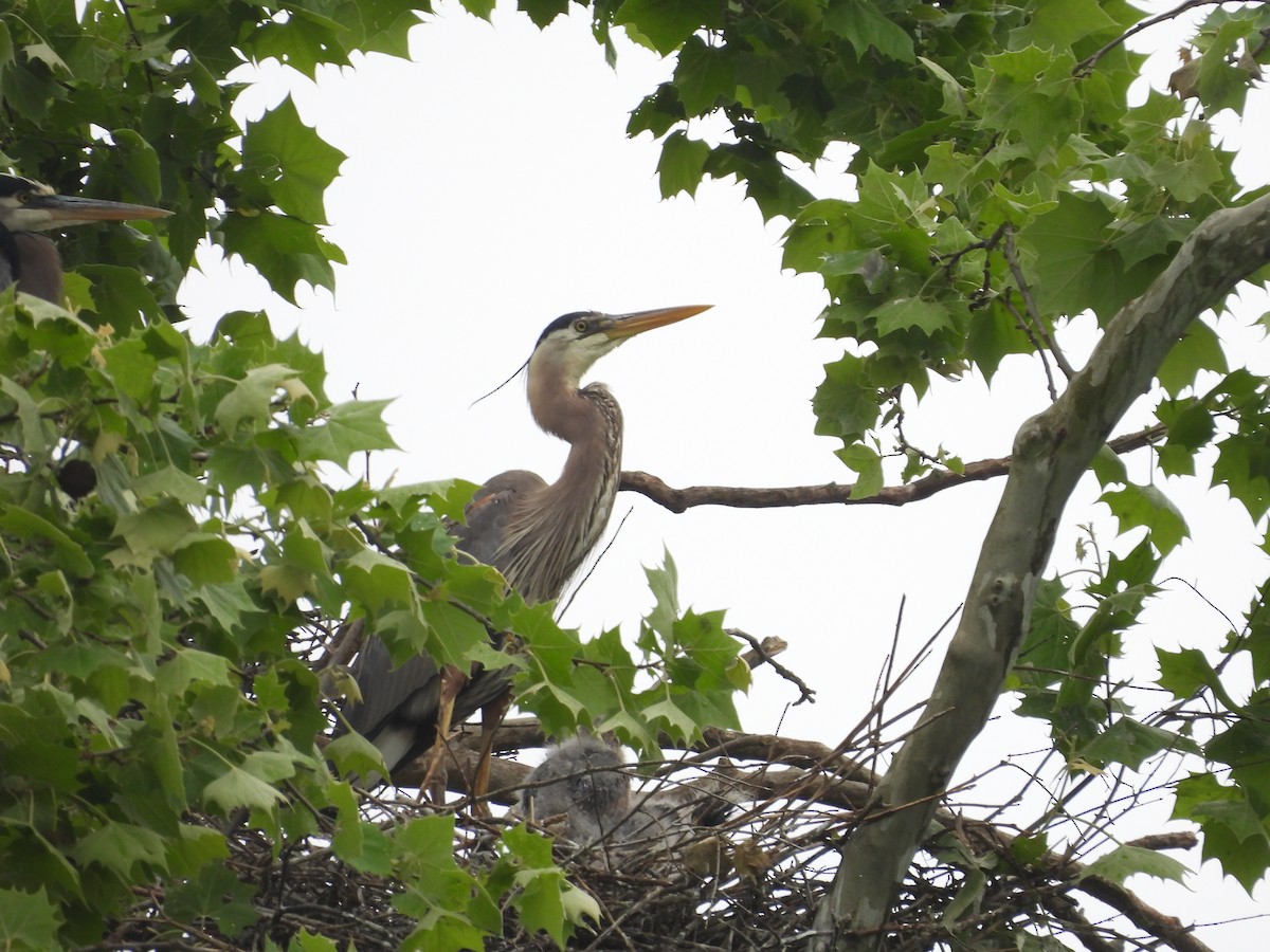 Great Blue Heron - ML619256874