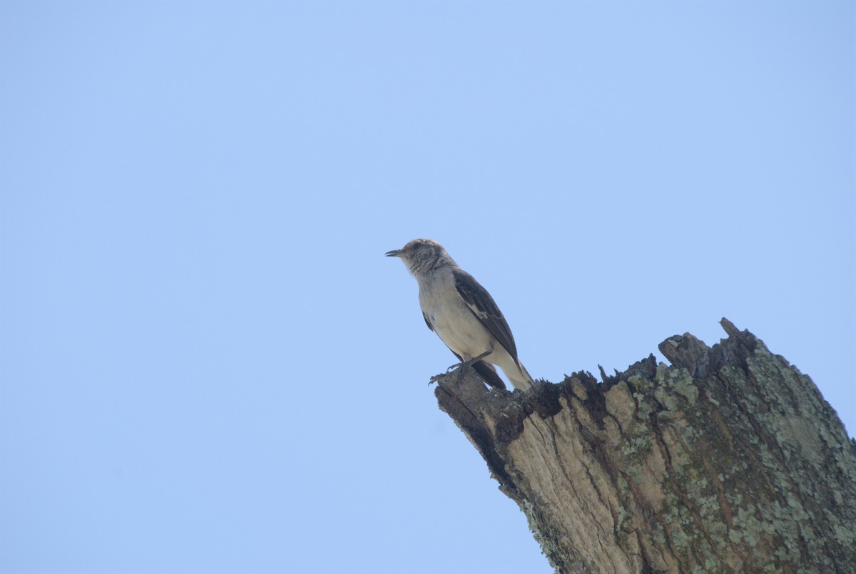 Northern Mockingbird - Erin Henson