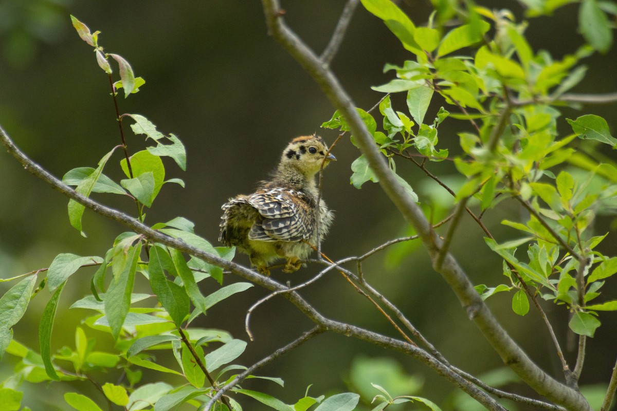 Spruce Grouse - Steven Dammer