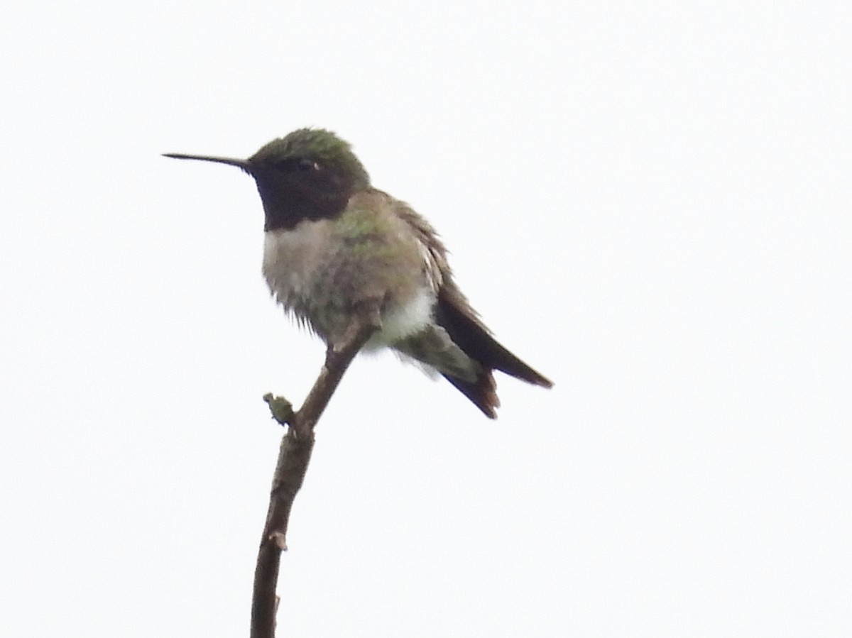 Ruby-throated Hummingbird - Fannie Courtier