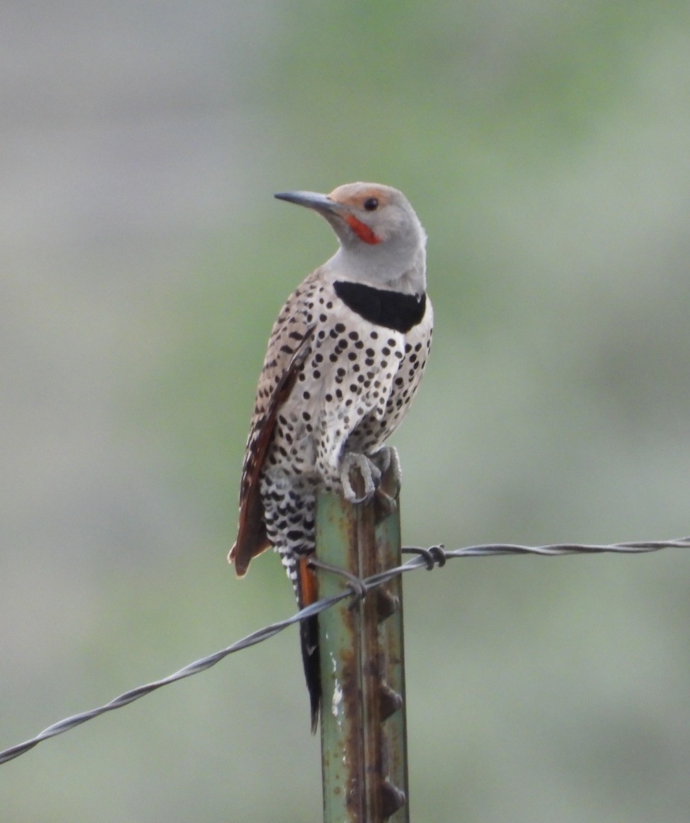 Northern Flicker (Red-shafted) - Joan Grant