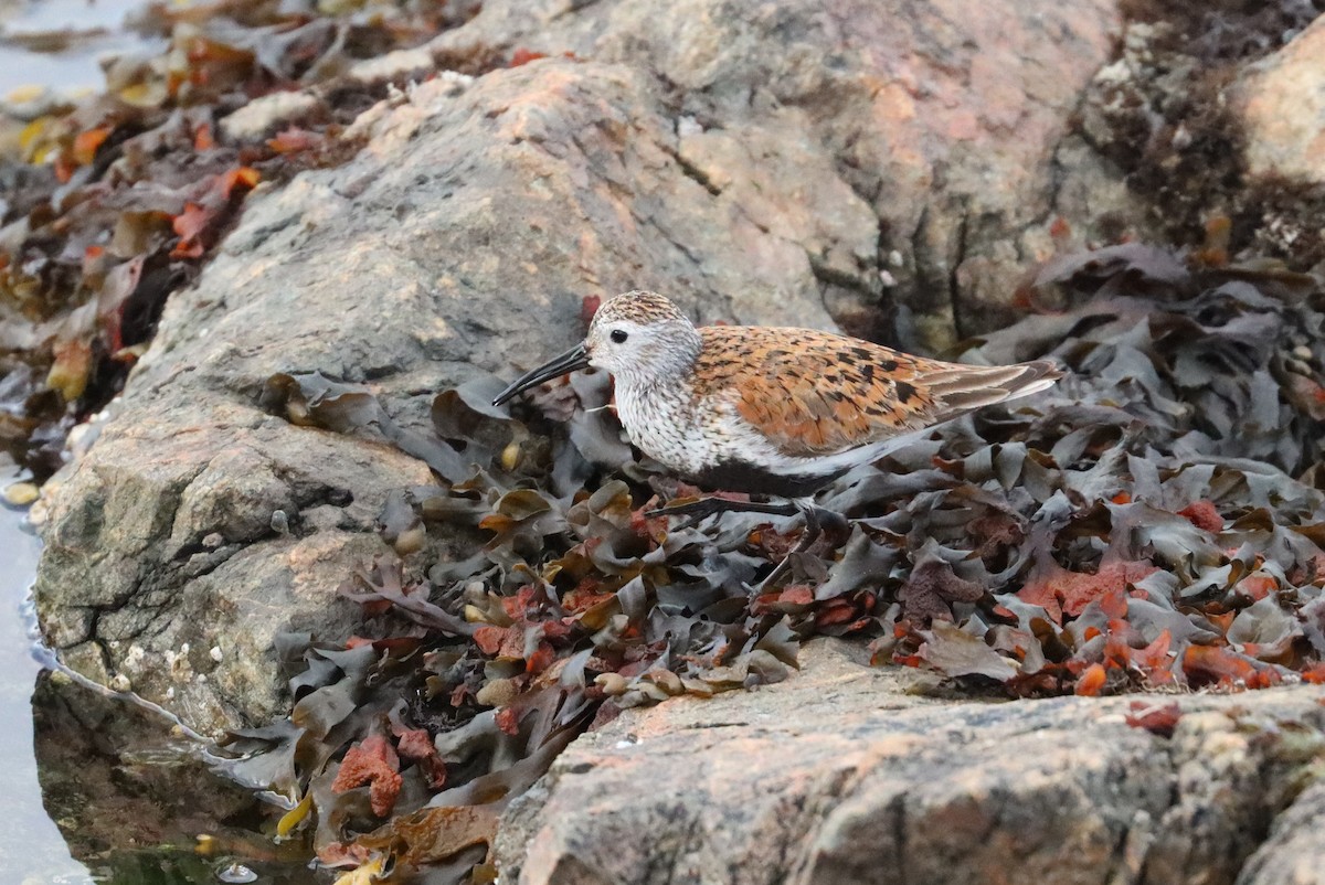 Dunlin - ML619256902