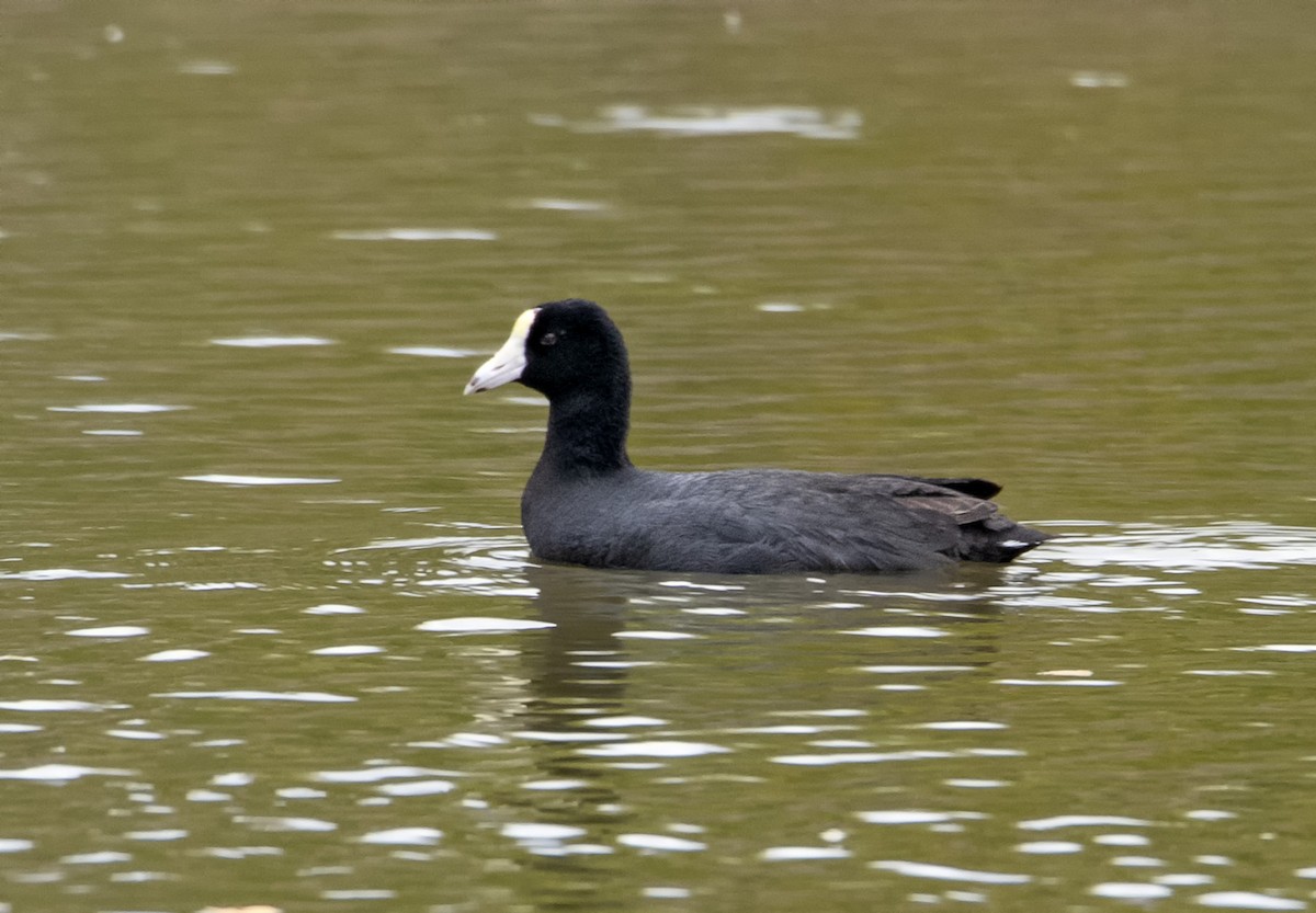 American Coot (White-shielded) - Denny Swaby