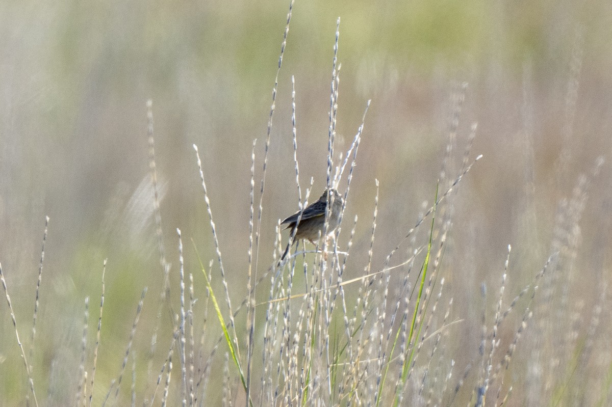 Grasshopper Sparrow - Steven Hunter