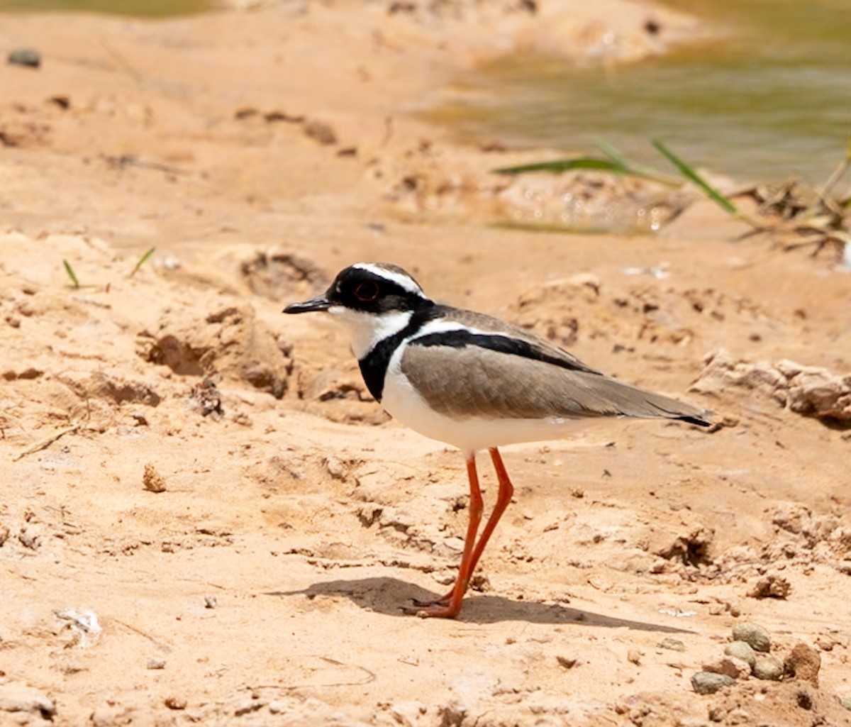Pied Plover - Marcus Müller