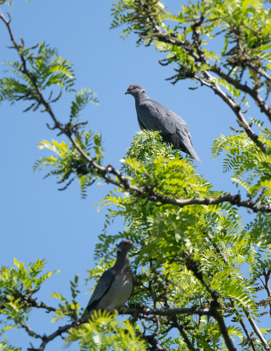 Band-tailed Pigeon (Northern) - ML619256953