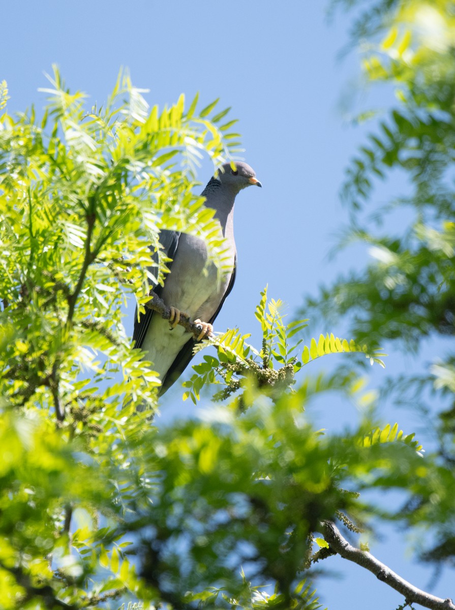 Полосатохвостый голубь [группа fasciata] - ML619256959