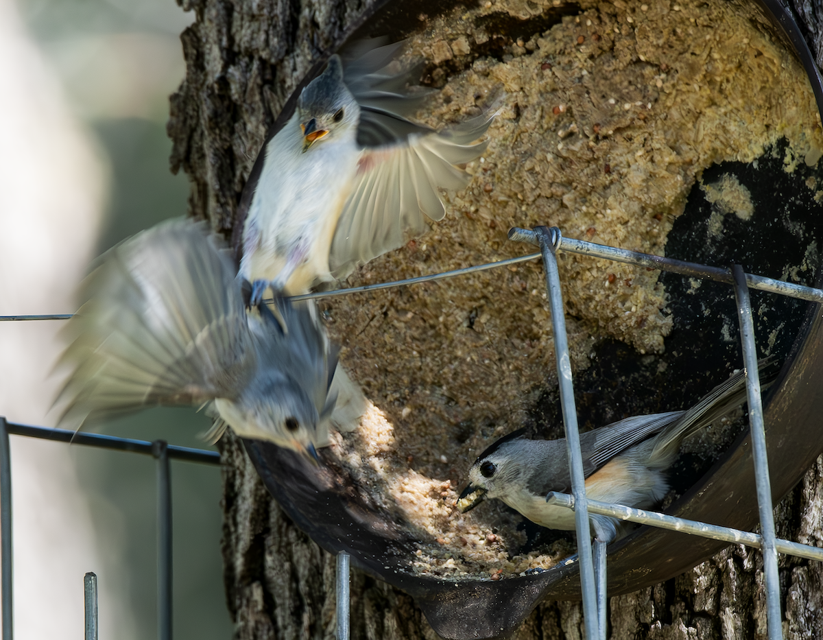 Black-crested Titmouse - ML619256960