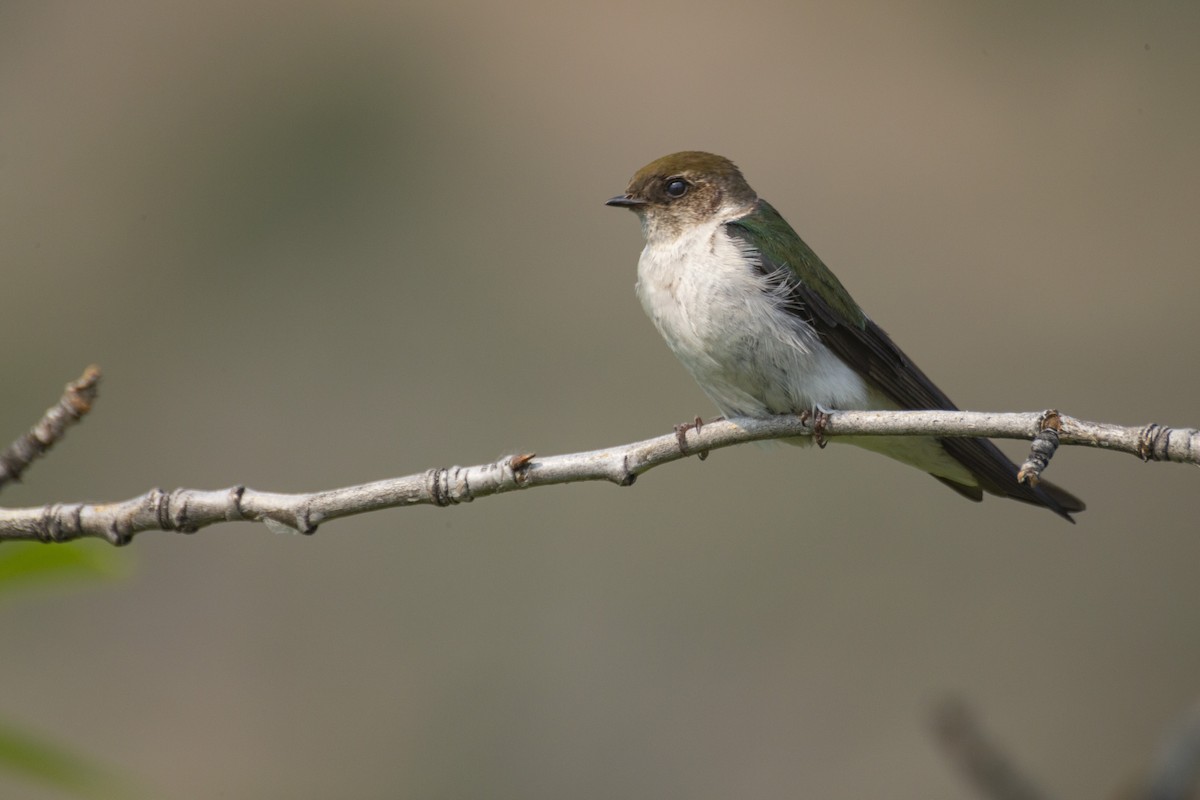 Violet-green Swallow - Steven Dammer