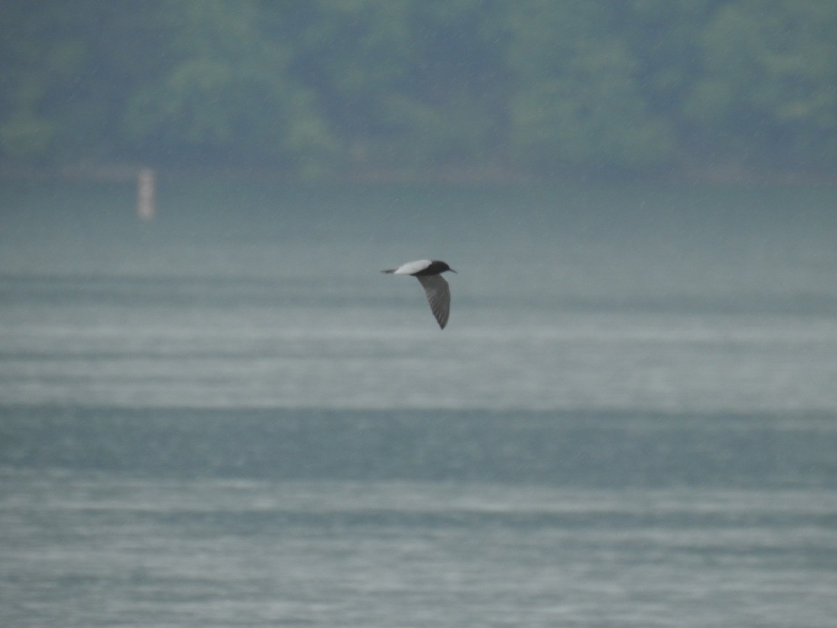 Black Tern - ML619256970