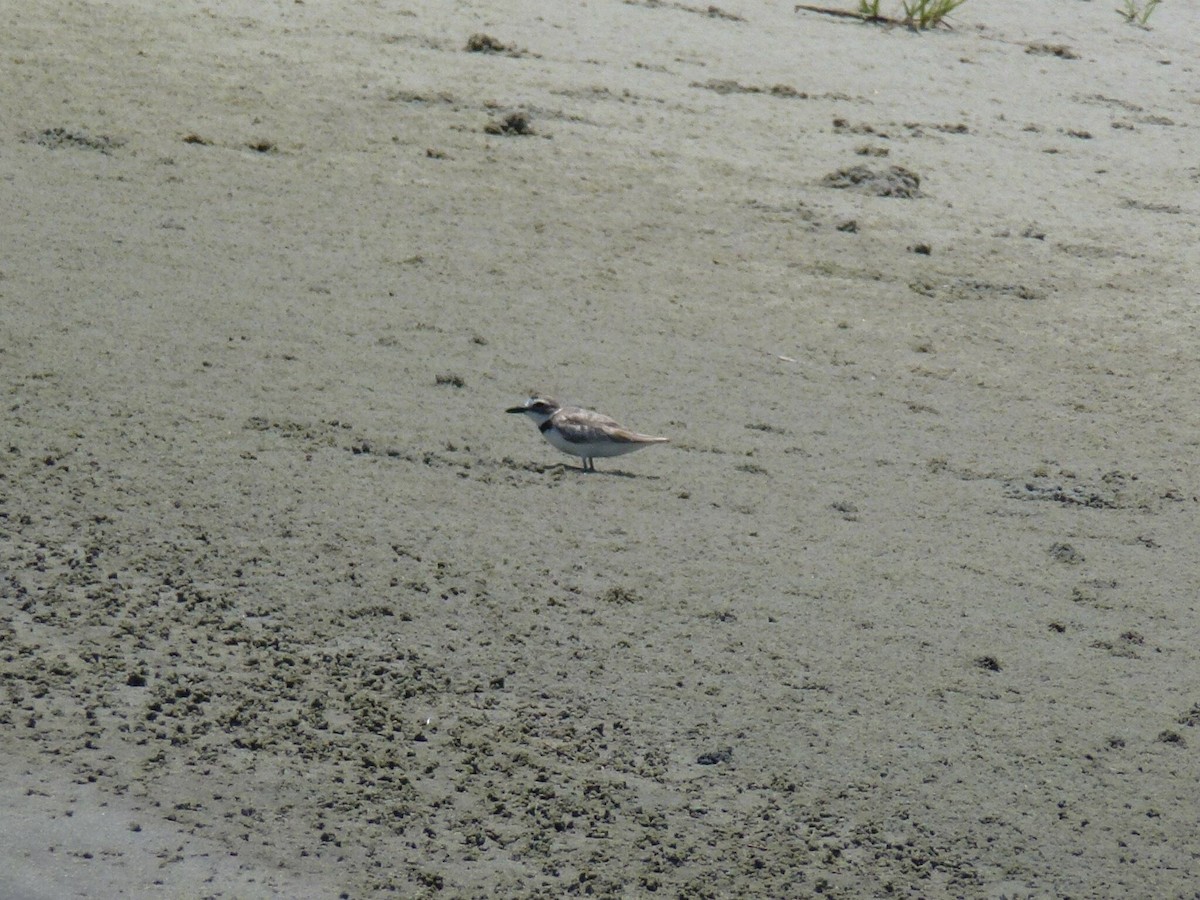 Wilson's Plover - Erin Henson