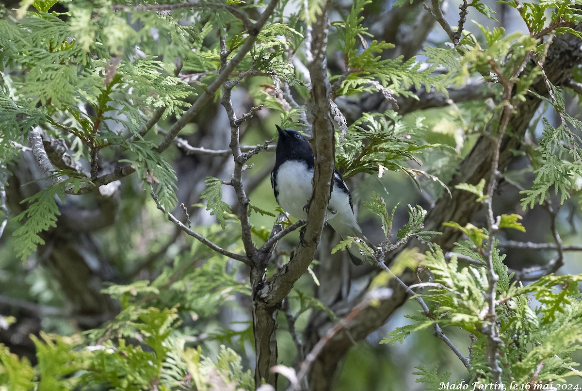 Black-throated Blue Warbler - madeleine fortin