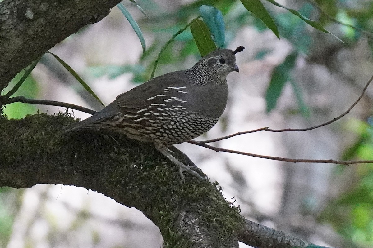 California Quail - Susan Iannucci