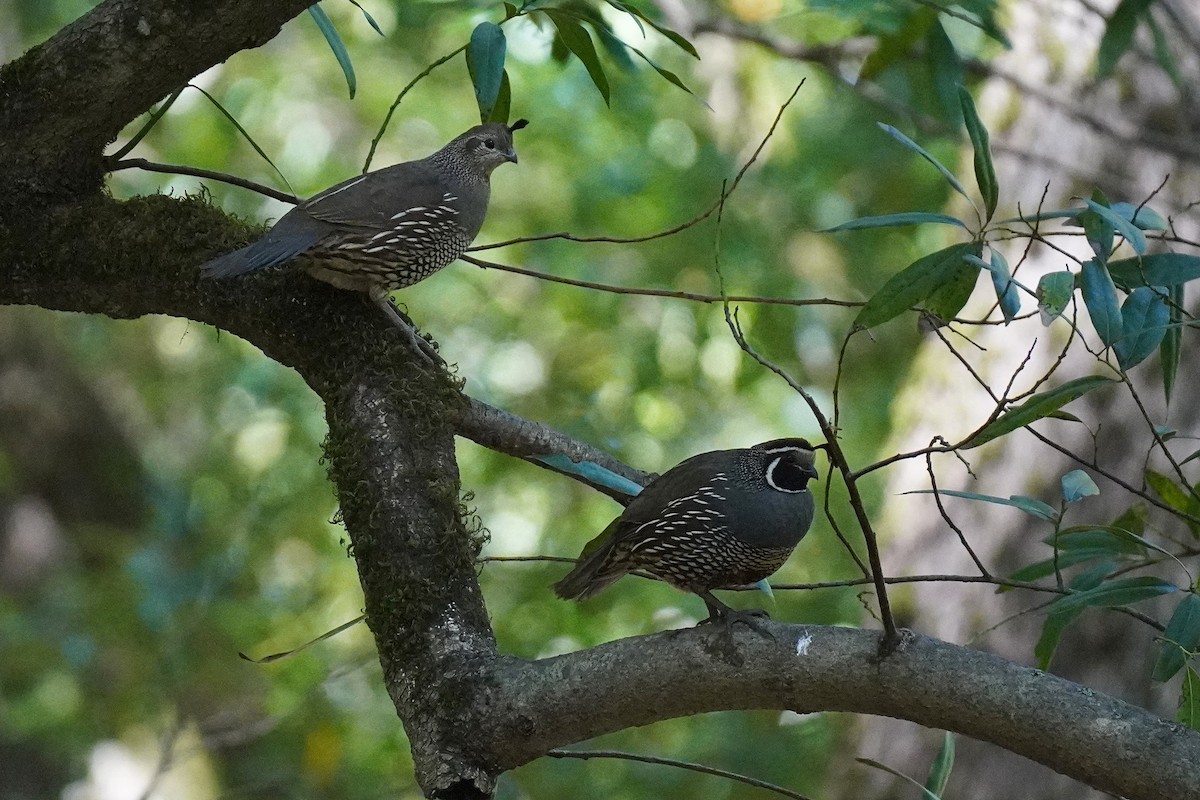 California Quail - ML619256990