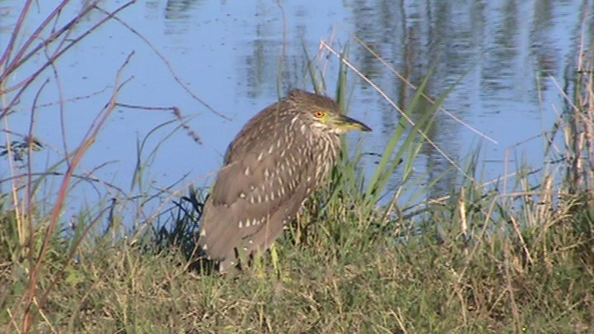 Striated Heron - Daniel Juárez