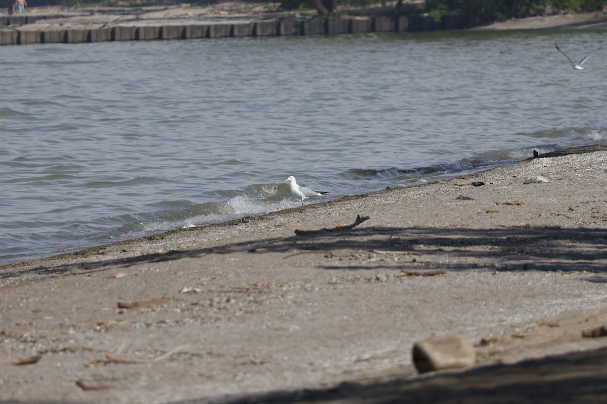 Gaviota Argéntea - ML619257025