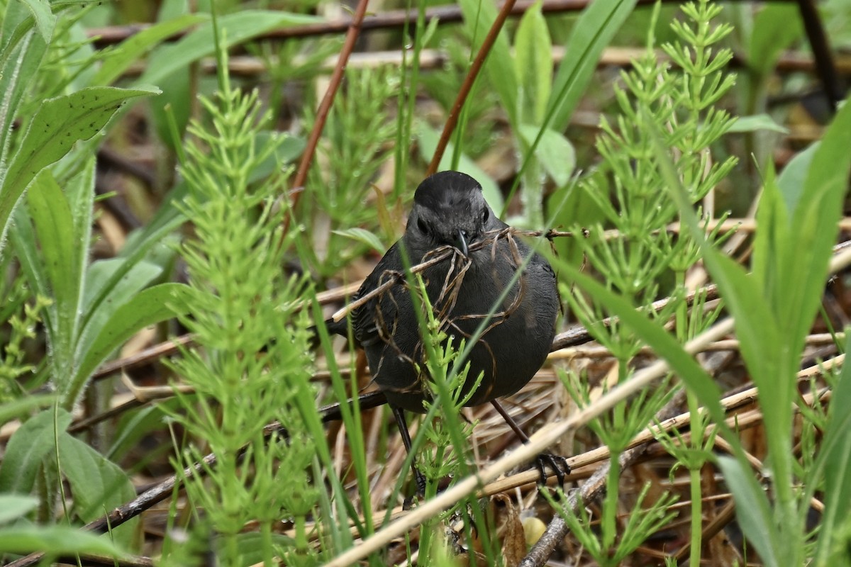 Gray Catbird - france dallaire