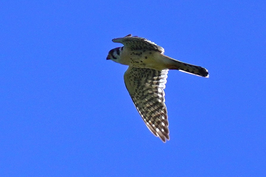 American Kestrel - ML619257052