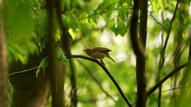 Wood Thrush - ML619257053