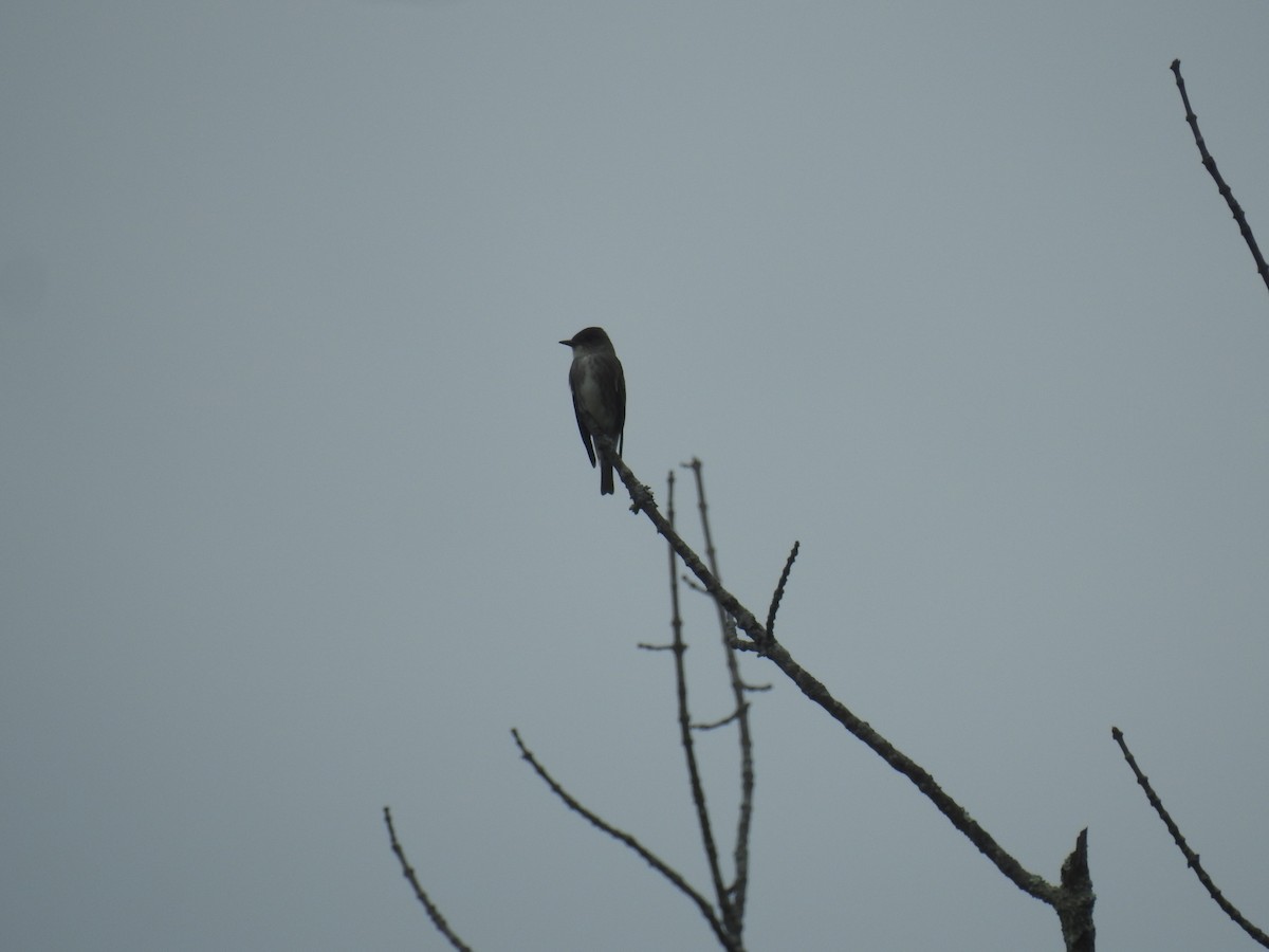 Olive-sided Flycatcher - Adam  Miller