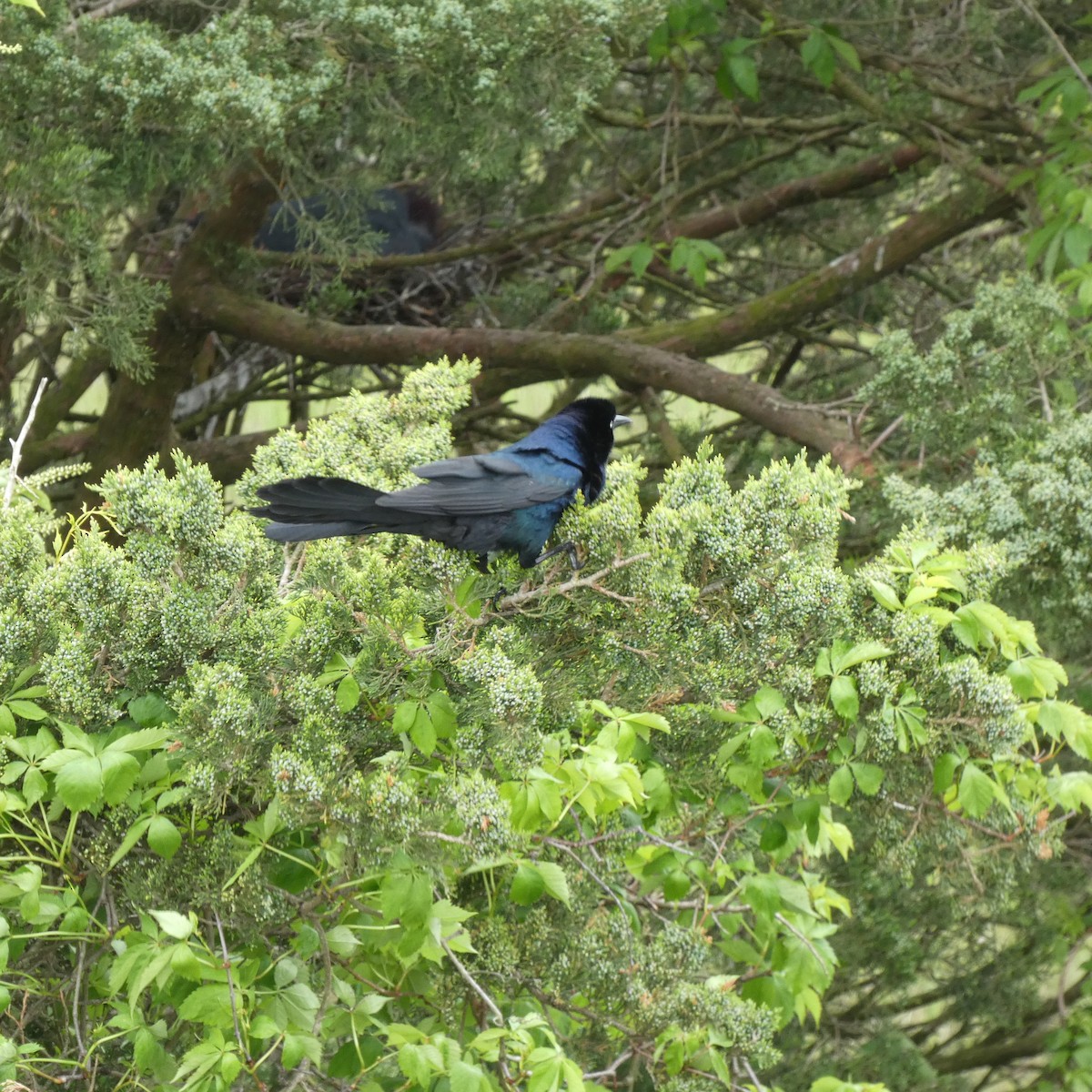 Boat-tailed Grackle - Derek Dunnett