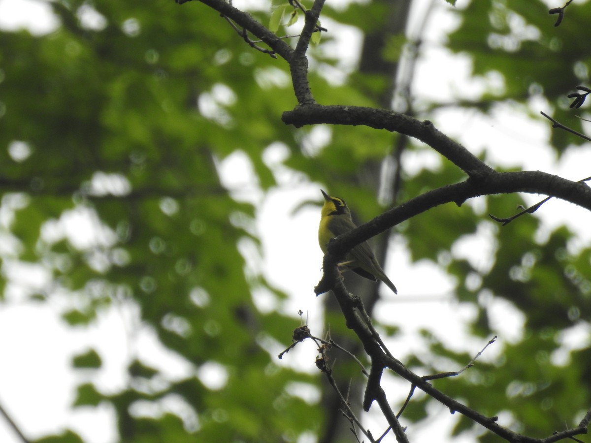 Kentucky Warbler - Adam  Miller