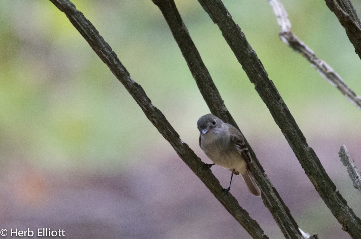 Least Flycatcher - Herb Elliott