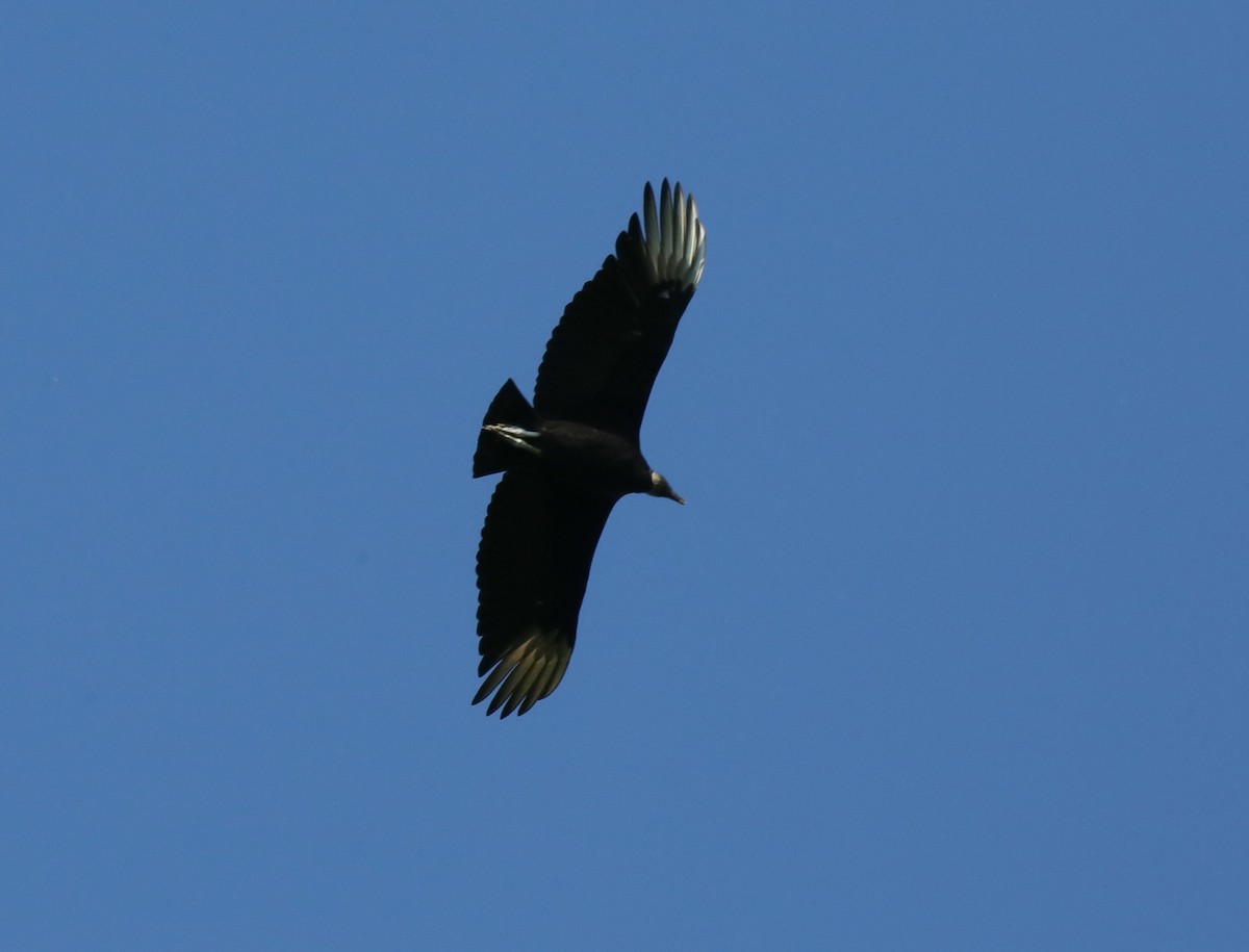 Black Vulture - Ron Sempier