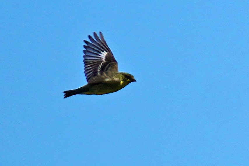 Lesser Goldfinch - Susan Iannucci