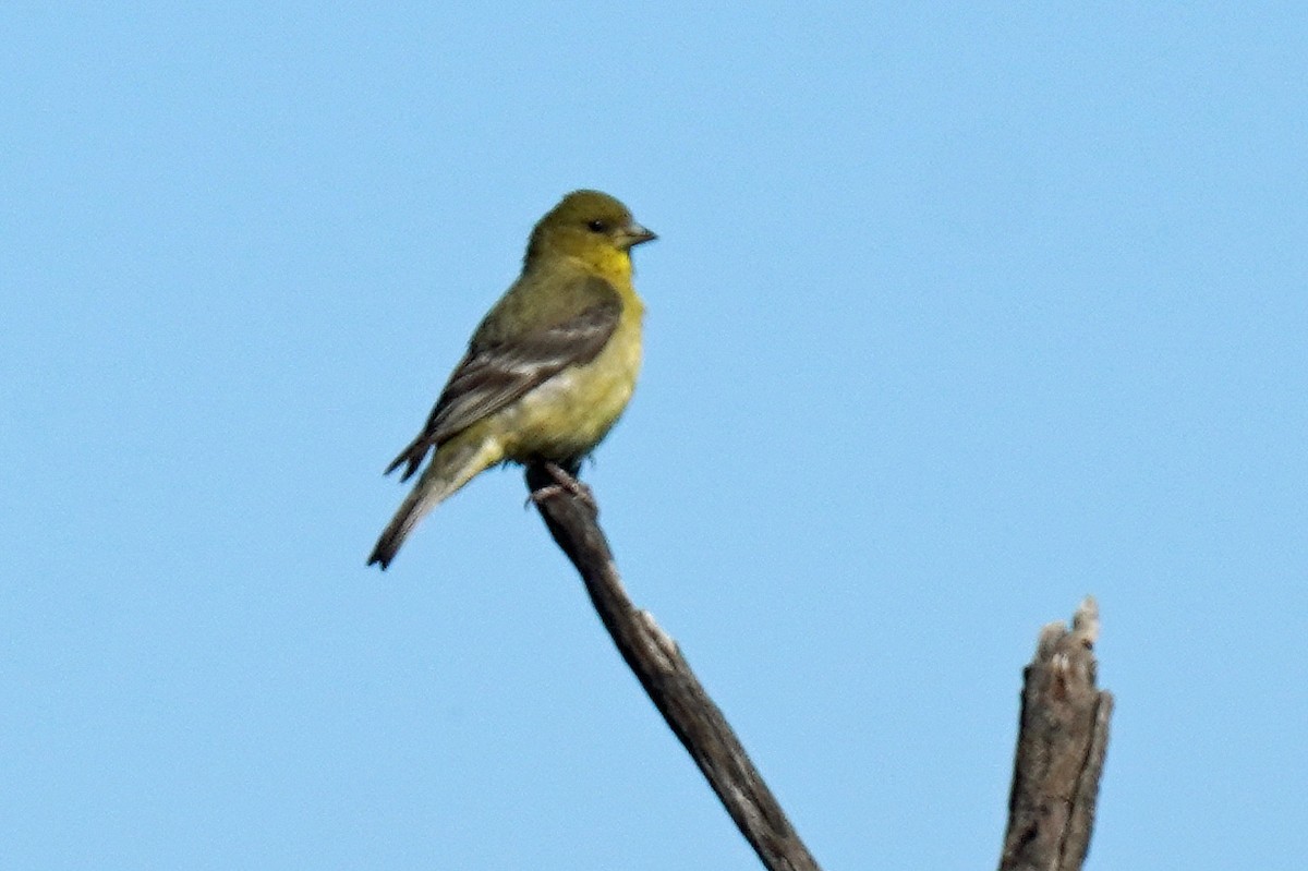 Lesser Goldfinch - Susan Iannucci