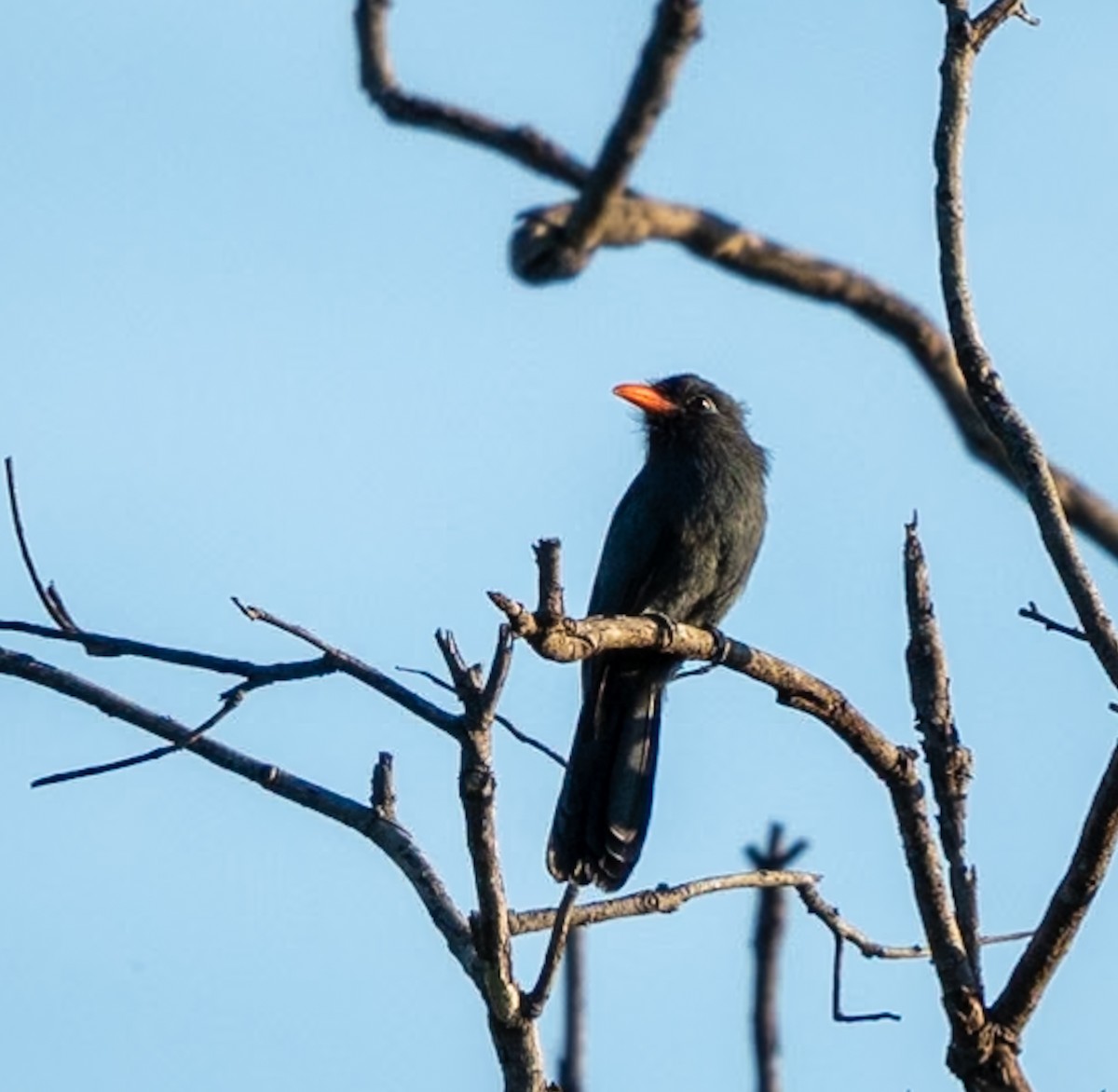 Black-fronted Nunbird - ML619257129