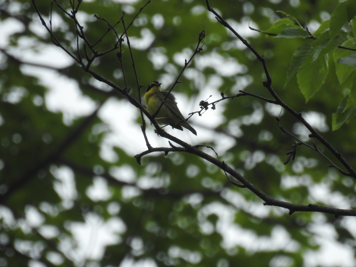 Kentucky Warbler - Adam  Miller