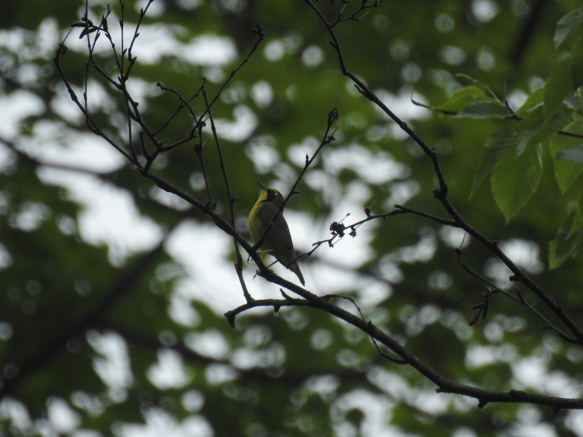 Kentucky Warbler - Adam  Miller