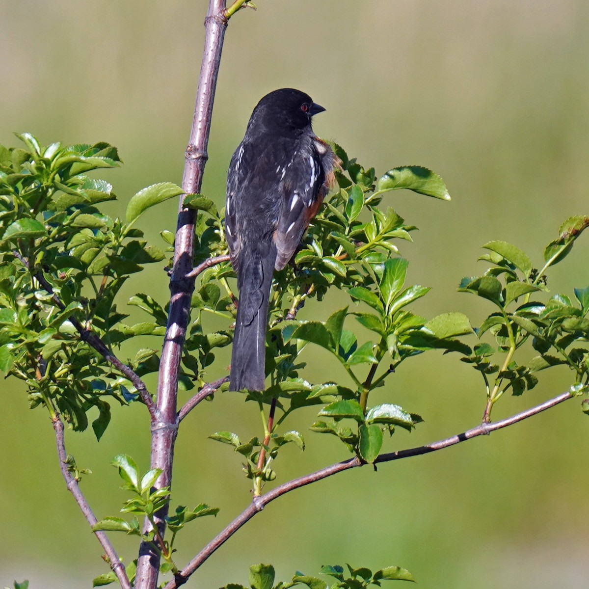 Spotted Towhee - Susan Iannucci