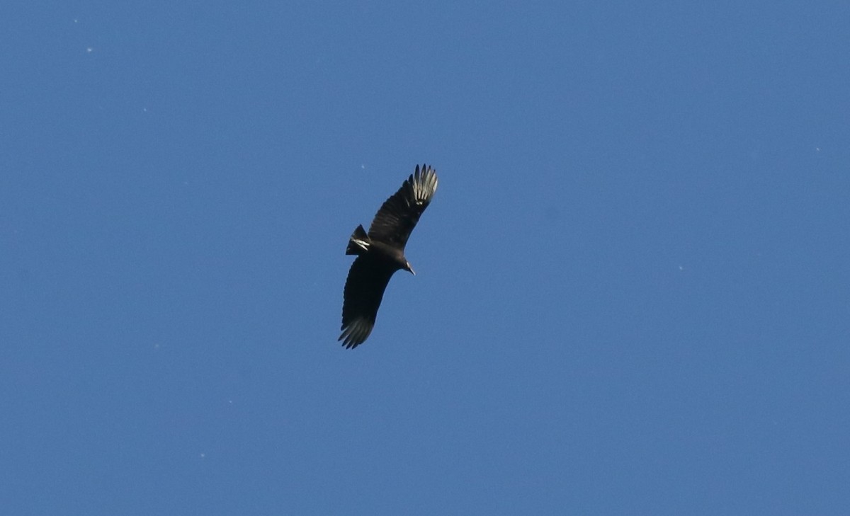 Black Vulture - Ron Sempier