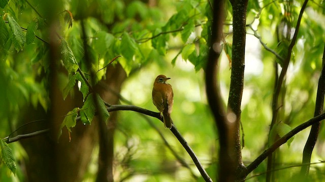 Wood Thrush - ML619257154